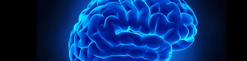 Brain